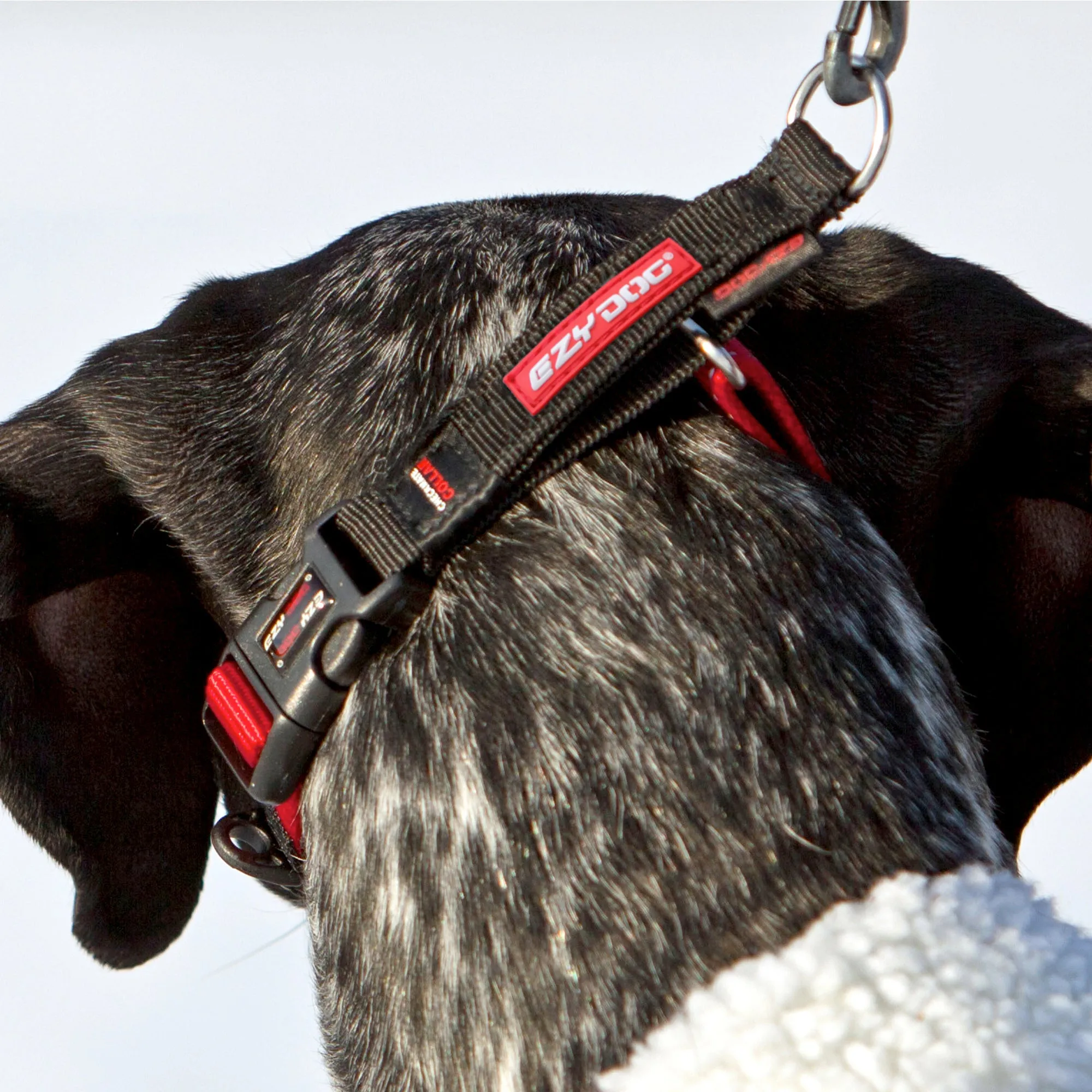 EzyDog Checkmate Dog Collar - Red