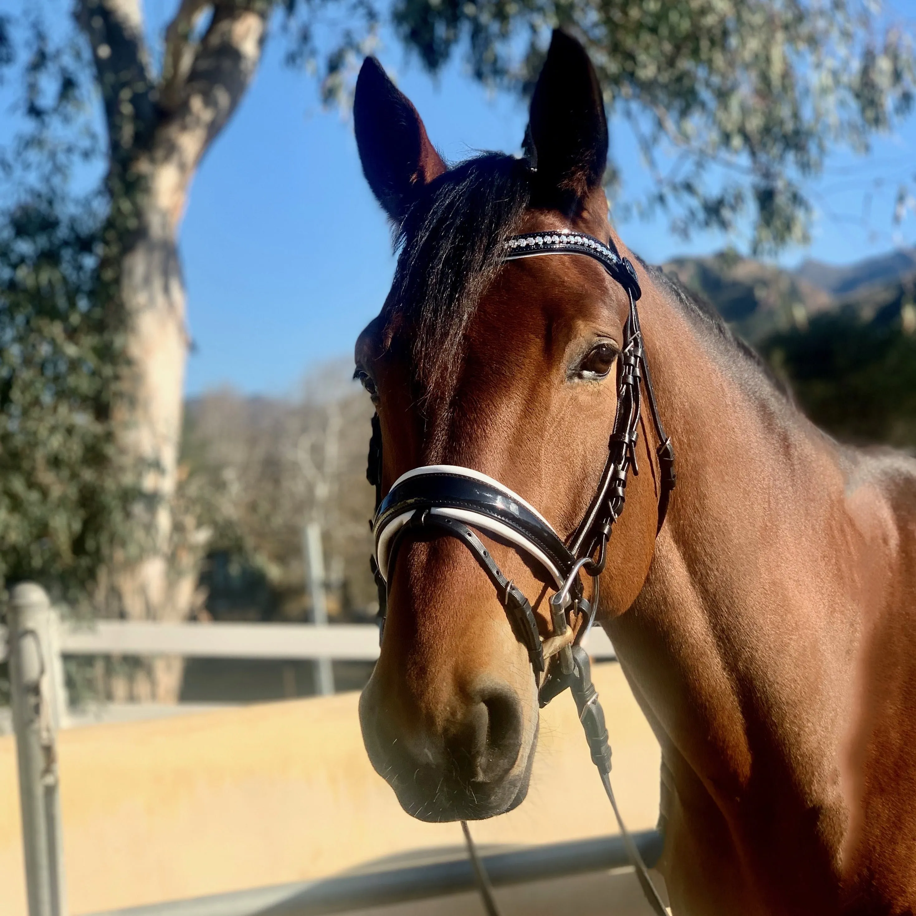 Monaco Rolled Leather Black Patent Snaffle Bridle