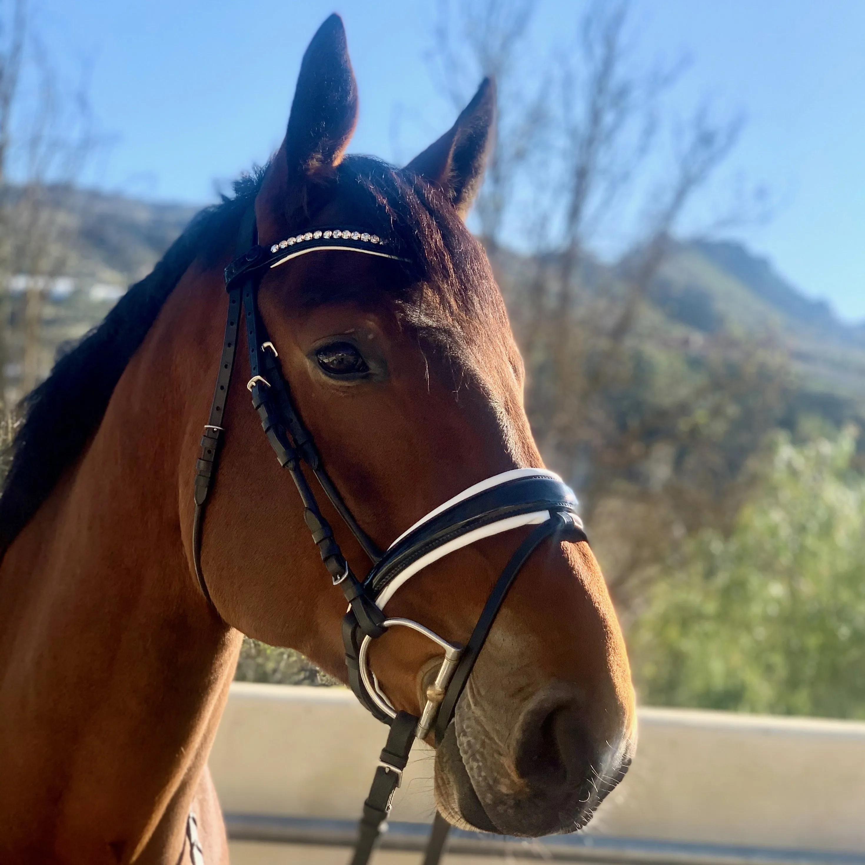 Monaco Rolled Leather Black Patent Snaffle Bridle